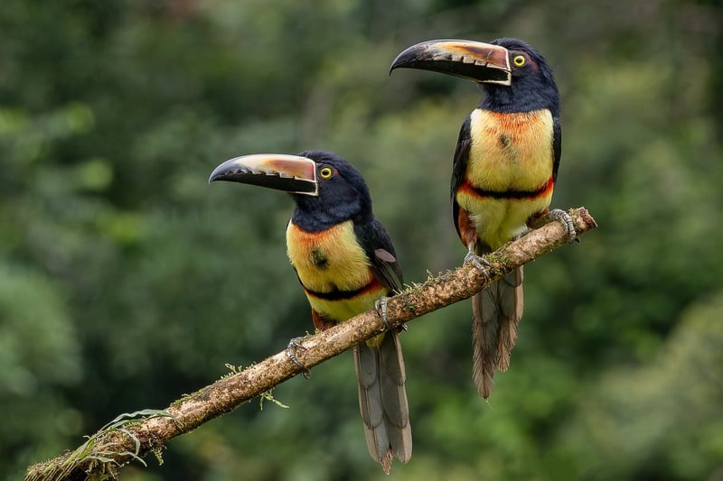 Toucan Bird